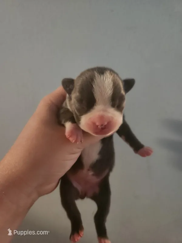 Blue female  – Boston Terrier puppy for sale in Morris, AL