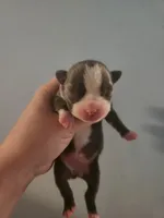 Blue female , a female Boston Terrier for sale in Morris, AL – 1 of 2