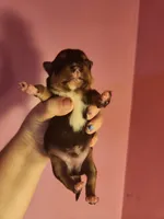 Chihuahua male, a male Chihuahua for sale in Morris, AL – 1 of 2