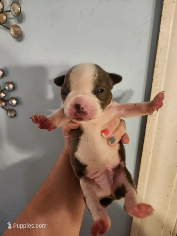 Blue male – Boston Terrier puppy for sale in Morris, AL