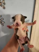 Blue male, a male Boston Terrier for sale in Morris, AL – 9 of 10