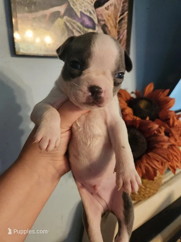 Blue male – Boston Terrier puppy for sale in Morris, AL