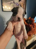 Blue male, a male Boston Terrier for sale in Morris, AL – 5 of 10
