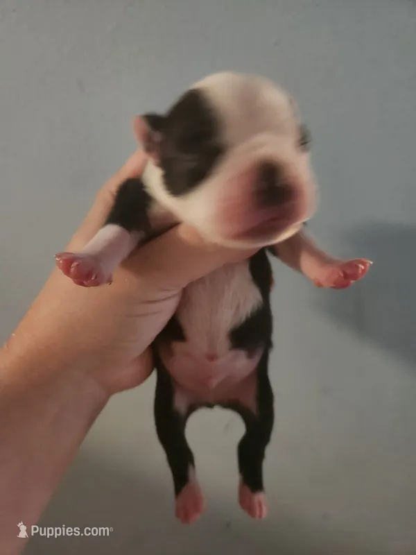Black and white male  – Boston Terrier puppy for sale in Morris, AL