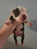 Black and white male , a male Boston Terrier for sale in Morris, AL – 1 of 2