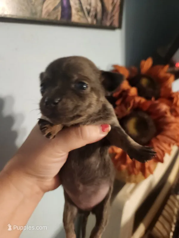Ckc chihuahua  – Chihuahua puppy for sale in Morris, AL