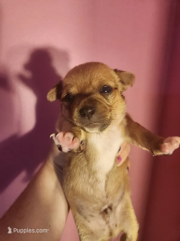 Chihuahua male – Chihuahua puppy for sale in Morris, AL