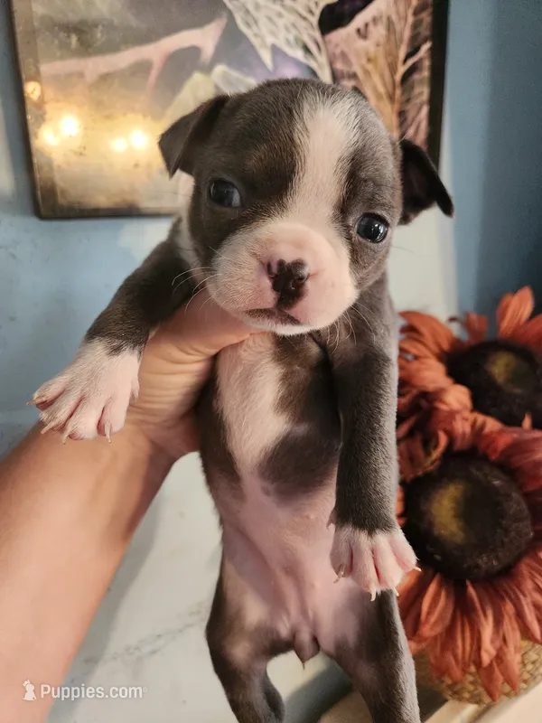 Blue female  – Boston Terrier puppy for sale in Morris, AL