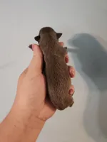 Ckc Blue female chihuahua , a female Chihuahua for sale in Morris, AL – Photo 2 of 2