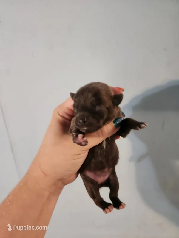 Ckc Blue female chihuahua  – Chihuahua puppy for sale in Morris, AL