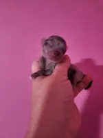 Ckc merle female pomchi, a female Chihuahua and Pomeranian for sale in Morris, AL – Photo 2 of 2