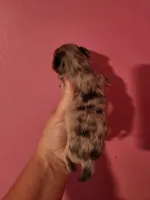 Ckc merle female pomchi, a female Chihuahua and Pomeranian for sale in Morris, AL – 4 of 8