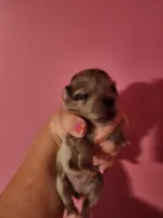 Ckc merle female pomchi, a female Chihuahua and Pomeranian for sale in Morris, AL – 3 of 8