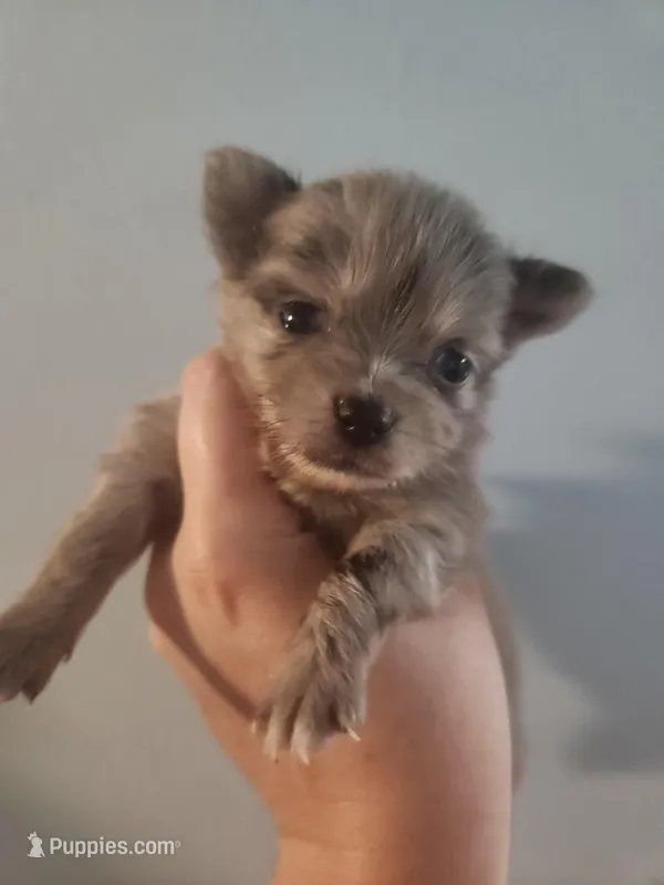 Ckc merle female pomchi – Chihuahua, Pomeranian puppy for sale in Morris, AL