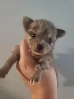 Ckc merle female pomchi, a female Chihuahua and Pomeranian for sale in Morris, AL – 1 of 8