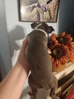 Blue female , a female Boston Terrier for sale in Morris, AL – 2 of 10
