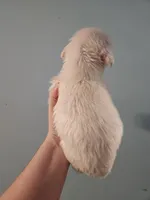 Male, a male American Bulldog and Great Pyrenees for sale in Morris, AL – Photo 4 of 6