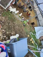 Male, a male American Bulldog and Great Pyrenees for sale in Morris, AL – Photo 6 of 6