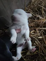 Male, a male American Bulldog and Great Pyrenees for sale in Morris, AL – Photo 3 of 6