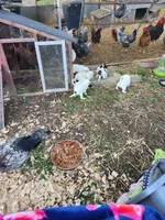 Male, a male American Bulldog and Great Pyrenees for sale in Morris, AL – Photo 5 of 6