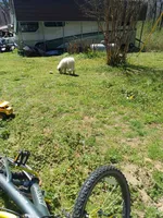 Legend, a male Great Pyrenees for sale in Morris, AL – 8 of 10