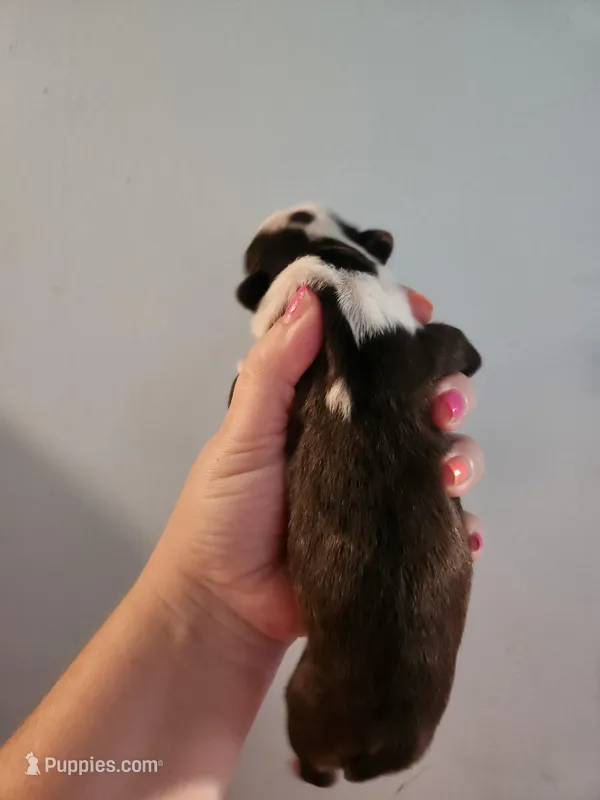 Akc/ckc Boston Terrier female , a female Boston Terrier for sale in Morris, AL – Photo 1 of 2