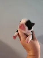 Akc/ckc Boston Terrier female , a female Boston Terrier for sale in Morris, AL – Photo 2 of 2