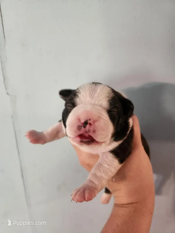 Akc/ckc Boston Terrier female  – Boston Terrier puppy on hold in Morris, AL