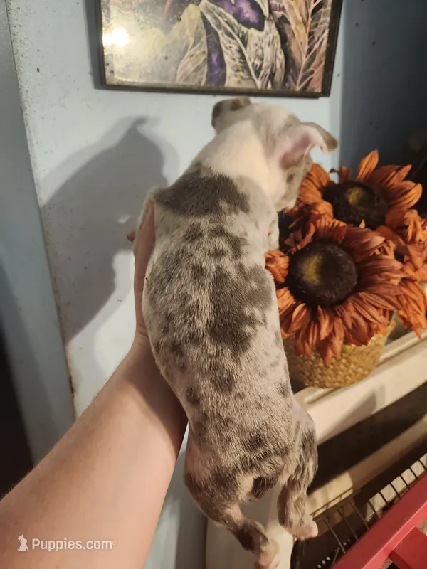 Merle female  – Boston Terrier puppy for sale in Morris, AL