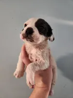 Female , a female American Bulldog and Great Pyrenees for sale in Morris, AL – Photo 1 of 6