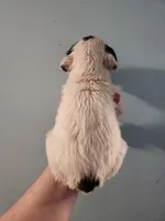 Female , a female American Bulldog and Great Pyrenees for sale in Morris, AL – Photo 4 of 6