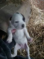 Female , a female American Bulldog and Great Pyrenees for sale in Morris, AL – Photo 2 of 6