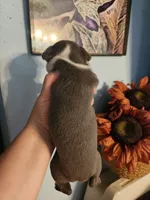 Blue female , a female Boston Terrier for sale in Morris, AL – 6 of 10