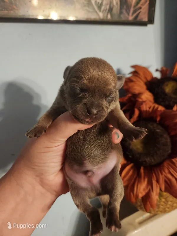 Ckc chihuahua  – Chihuahua puppy for sale in Morris, AL