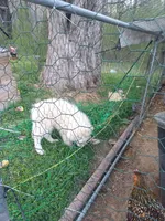 Legend, a male Great Pyrenees for sale in Morris, AL – 3 of 10