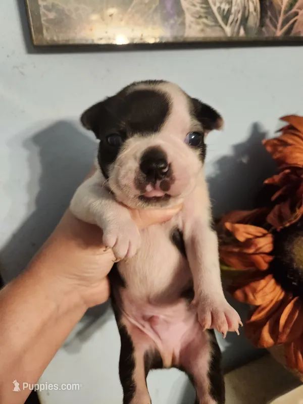 Black and white male  – Boston Terrier puppy for sale in Morris, AL