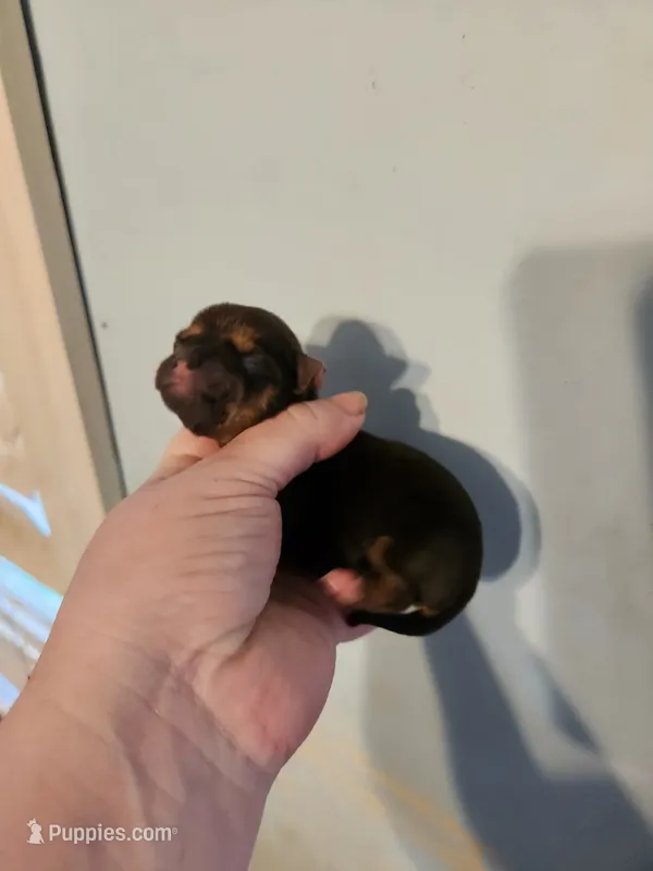 Ckc chihuahua female