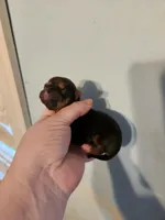 Ckc chihuahua female, a female Chihuahua for sale in Morris, AL – Photo 1 of 2