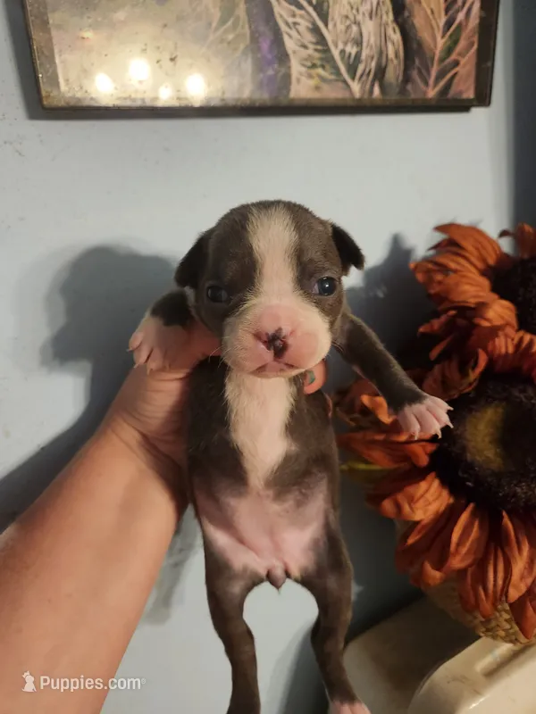 Blue female  – Boston Terrier puppy for sale in Morris, AL