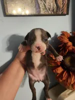 Blue female , a female Boston Terrier for sale in Morris, AL – 8 of 10