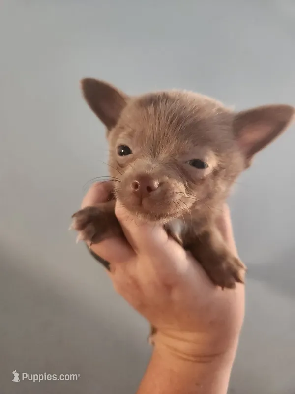 Ckc lavender male pomchi – Chihuahua, Pomeranian puppy for sale in Morris, AL