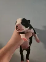 Black and white male , a male Boston Terrier for sale in Morris, AL – 1 of 2