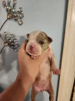 Merle female , a female Boston Terrier for sale in Morris, AL – 10 of 10