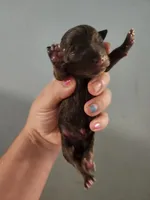 Ckc chihuahua , a female Chihuahua for sale in Morris, AL – 2 of 2