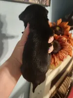 Ckc chihuahua , a male Chihuahua for sale in Morris, AL – 4 of 10