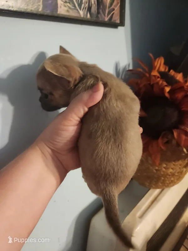 French Bullhuahua 3 – French Bulldog, Chihuahua puppy for sale in Morris, AL