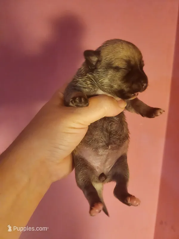 Chihuahua female  – Chihuahua puppy for sale in Morris, AL