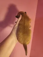 Chihuahua male, a male Chihuahua for sale in Morris, AL – 2 of 2