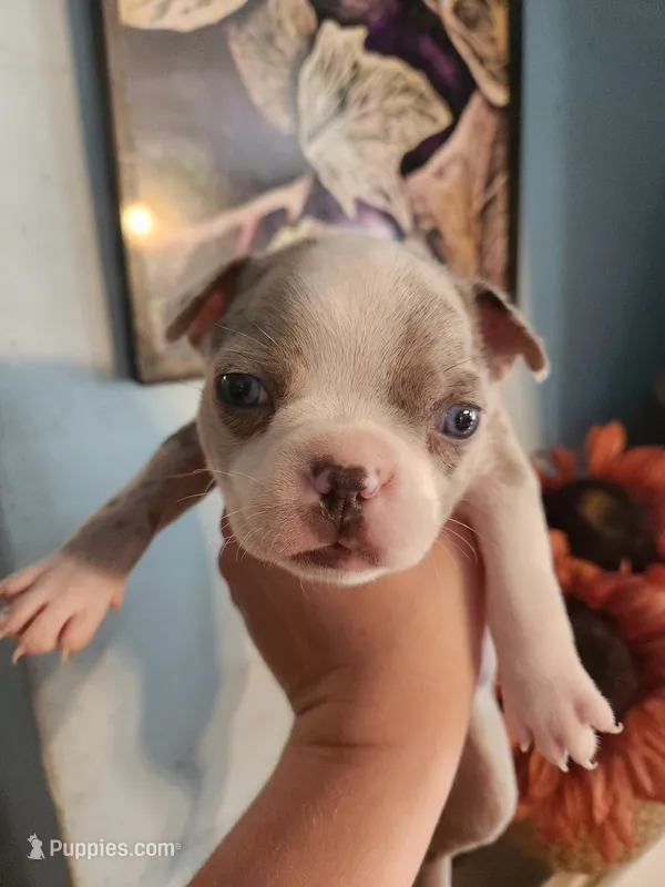 Merle female  – Boston Terrier puppy for sale in Morris, AL
