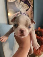 Merle female , a female Boston Terrier for sale in Morris, AL – 3 of 10